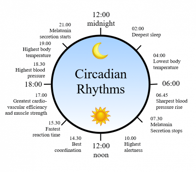 Circadian rhythms